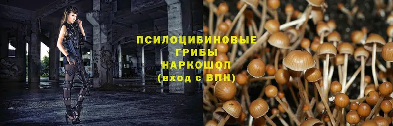 Галлюциногенные грибы Psilocybine cubensis  даркнет сайт  нарко площадка официальный сайт  Вельск 